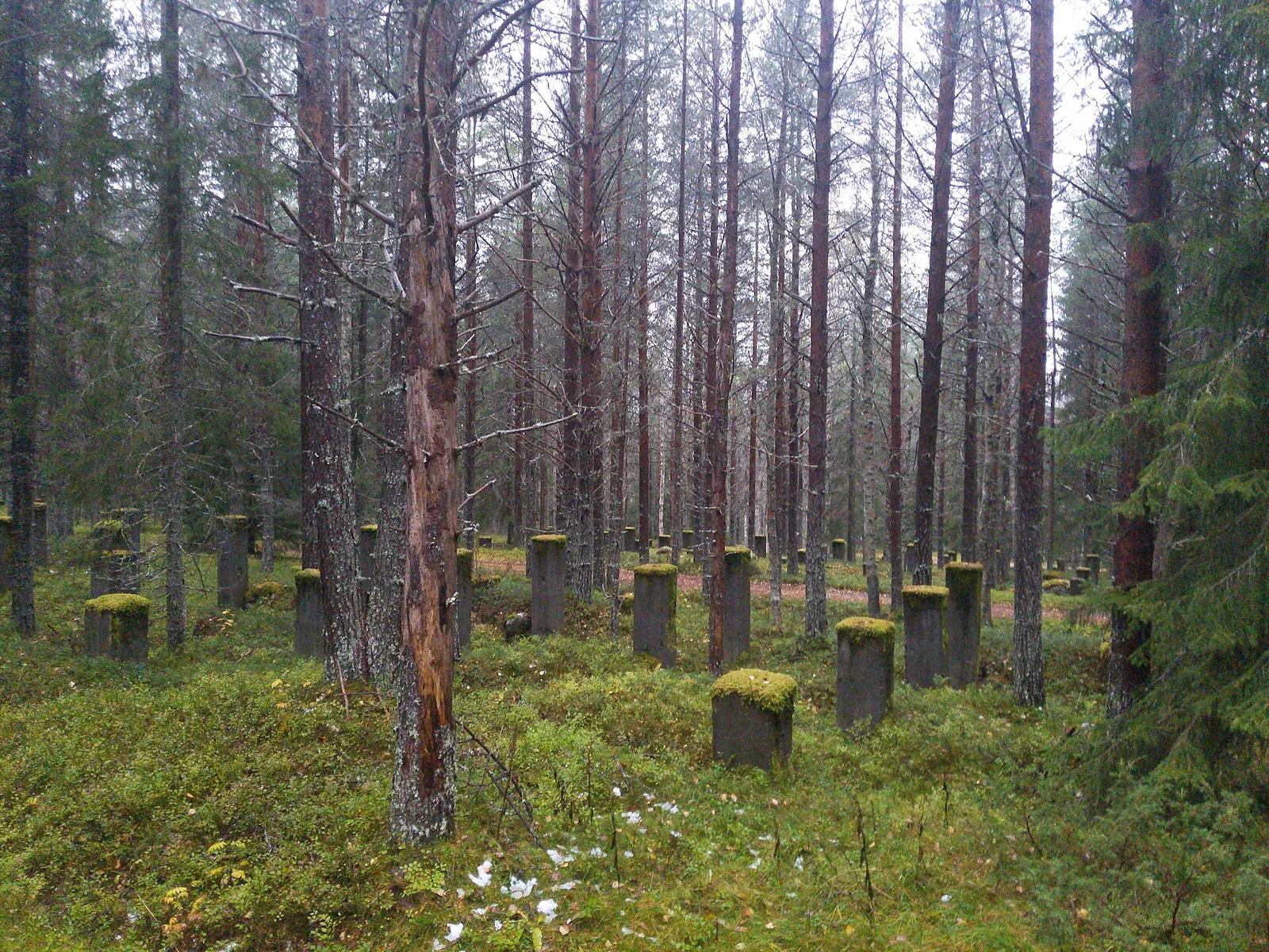 Concrete foundations of the demolished mining town of Laver among the pine forest, Norrbotten
