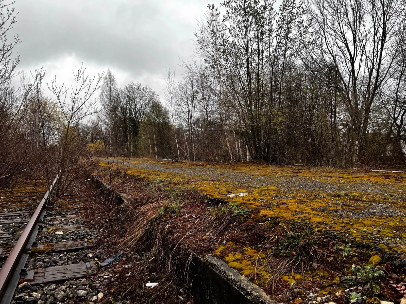 Overgrown old platform and rusted tracks of the abandoned Karlsfeld station near Munich, covered in moss and birch saplings