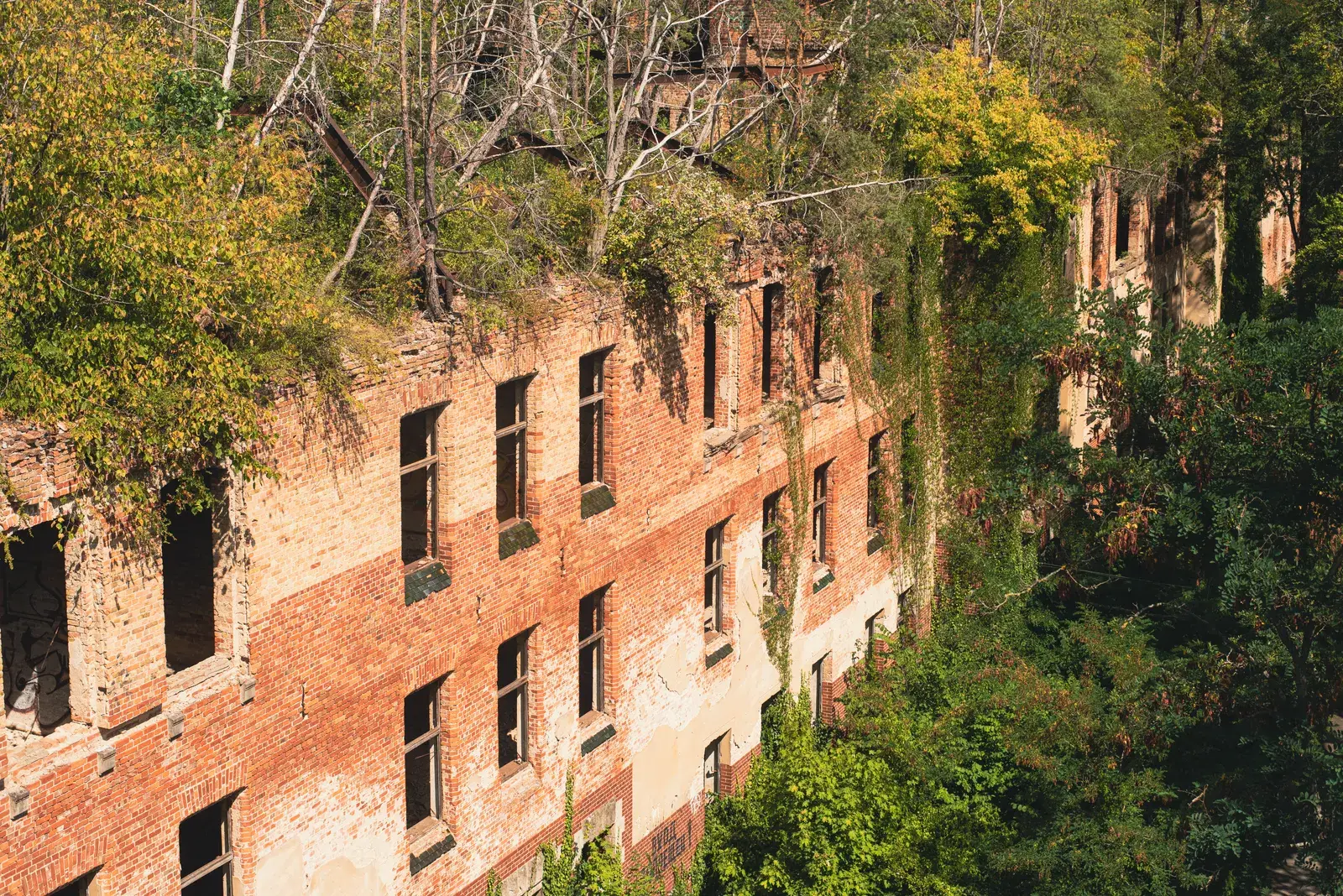 Façade en briques éventrée et envahie par la végétation d'un pavillon abandonné de Beelitz-Heilstätten
