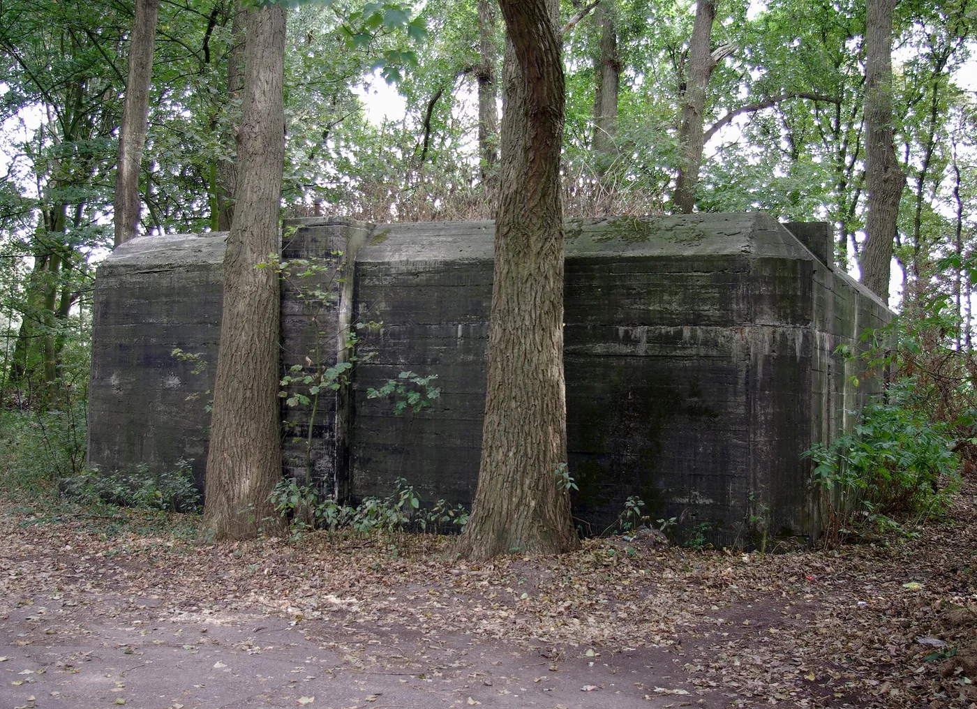 Grote overwoekerde Atlantikwall munitiebunker tussen de bomen in de duinen bij Wijk aan Zee