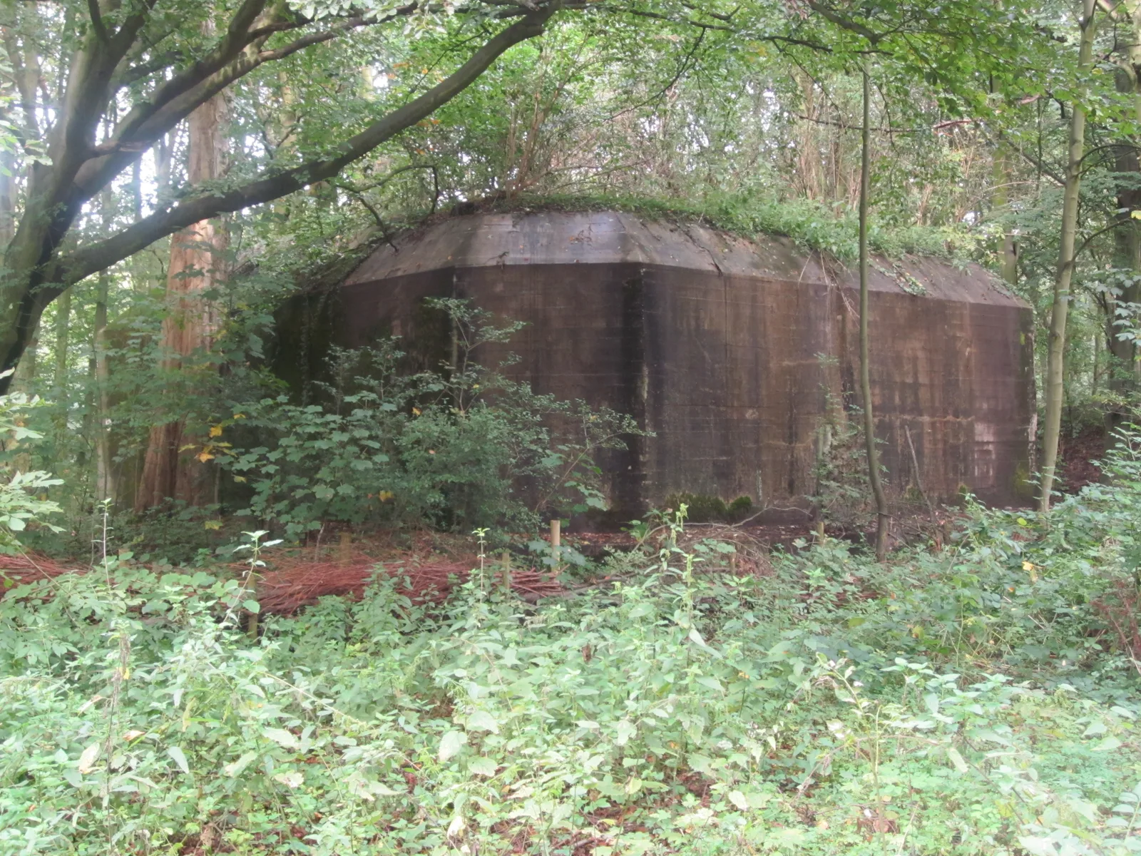 Overwoekerde betonnen bunker uit 1942 in het Staelduinse Bos bij 's-Gravenzande, nu vleermuizenreservaat